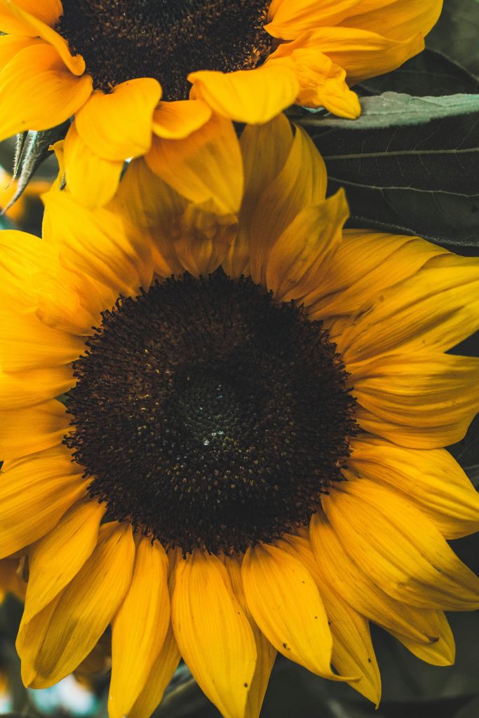Sonnenblumenkerne als Magnesiumquelle
